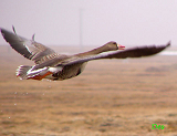 014102_white-fronted_goose_thumb.png