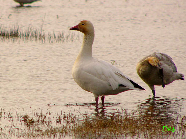 014103_snow_goose.jpg