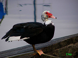 014301_muscovy_duck_thumb.png