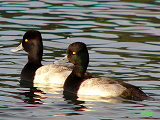 014305_lesser_scaup_thumb.png