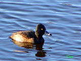 014305_ring-necked_duck_thumb.png