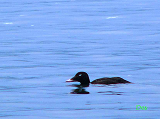 014310_white-winged_scoter_thumb.png