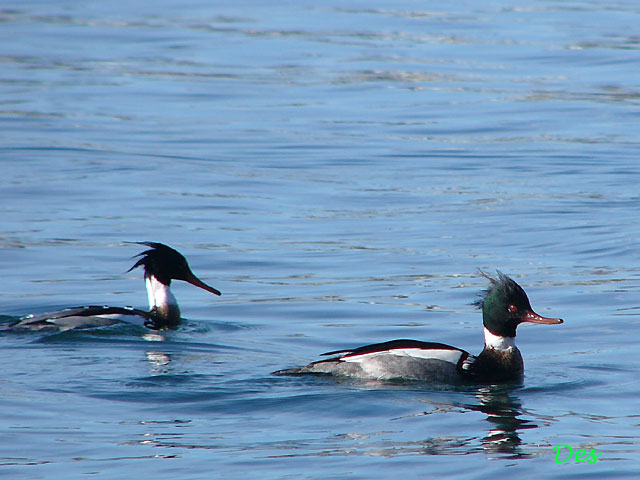 014314_red-brstd_merganser.jpg