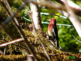 017102_red-breasted_sapsucker_thumb.png