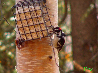 017104_hairy_woodpecker.jpg