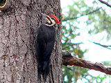 017106_pileated_woodpecker_thumb.png