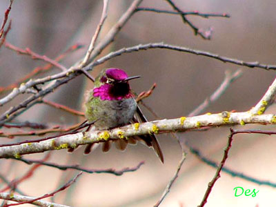 047011_annas_hummingbird.jpg