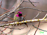 047011_annas_hummingbird_thumb.png
