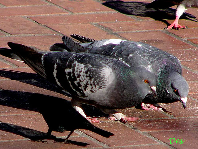 05901_rock_dove.jpg