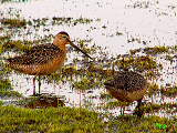 073107_long-billed_dowitcher_thumb.png