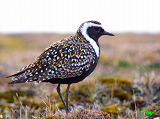 079101_a_golden-plover_thumb.png