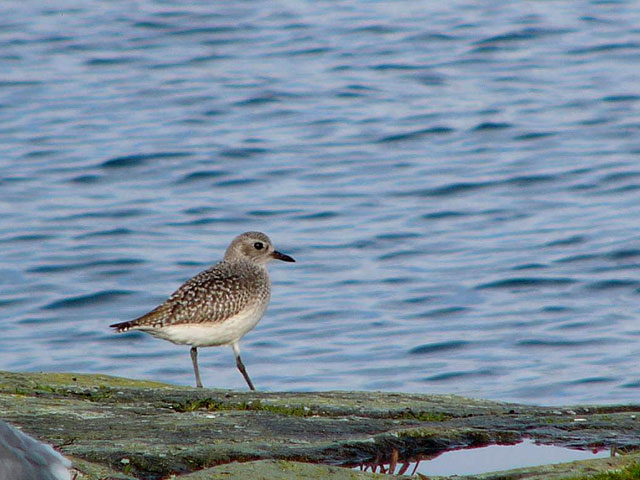 079101_black-bellied_plover.jpg