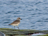 079101_black-bellied_plover_thumb.png