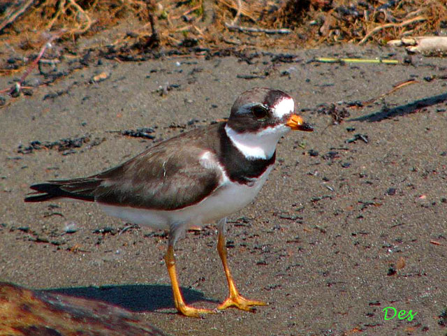 079102_semipalmated_plover.jpg