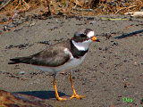 079102_semipalmated_plover_thumb.png
