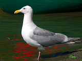 081003_glaucous-winged_gull_thumb.png