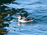 081102_common_murre_thumb.png