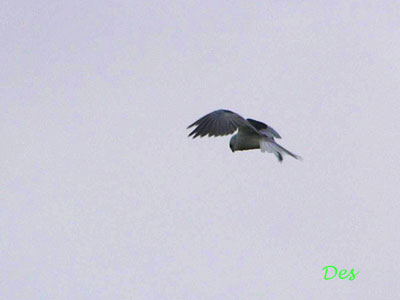 082104_white-tailed_kite.jpg