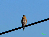 082117_red-shouldered_hawk_thumb.png