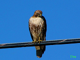 082117_red-tailed_hawk_thumb.png