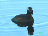 085003_horned_grebe_thumb.png