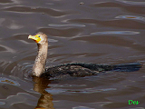 089000_double-crested_cormorant_thumb.png