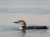 098000_common_loon_thumb.png