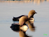 098000_pacific_loon_thumb.png