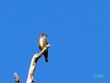 104002_olive-sided_flycatcher_thumb.png