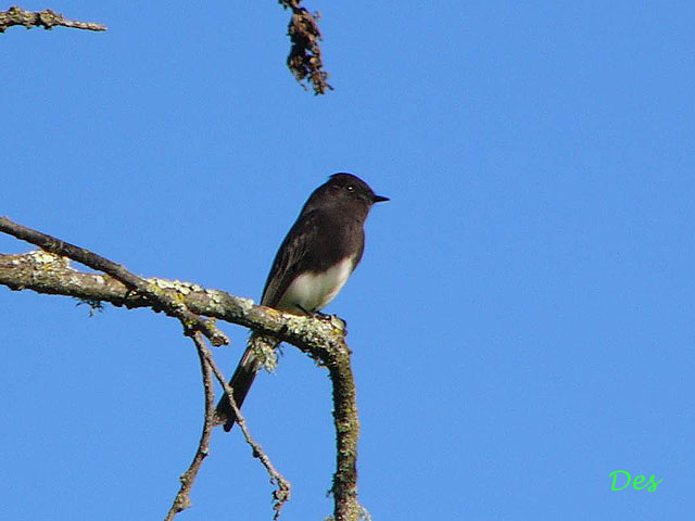 104004_black_phoebe.jpg