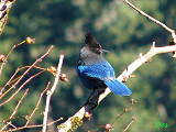 122002_stellers_jay_thumb.png