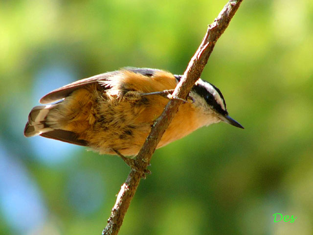 129000_red-breasted_nuthatch.jpg