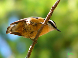 129000_red-breasted_nuthatch_thumb.png