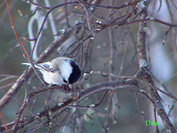 131101_black-capped_chickadee_thumb.png