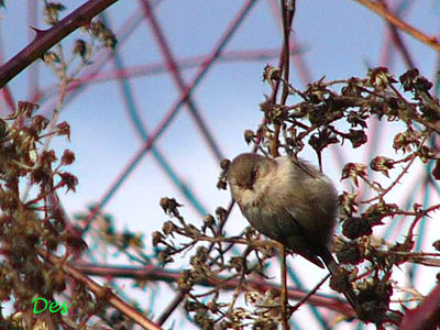 132002_bushtit.jpg