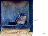 133003_n_rough-winged_swallow_thumb.png