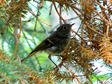 134000_ruby-crowned_kinglet_thumb.png