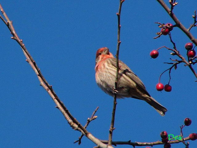 145106_house_finch.jpg