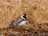 145202_lapland_longspur_thumb.png