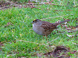 145207_golden-crowned_sparrow_thumb.png