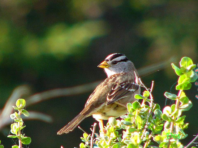 145207_white-crowned_sparrow.jpg