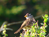 145207_white-crowned_sparrow_thumb.png
