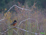 145216_spotted_towhee_thumb.png