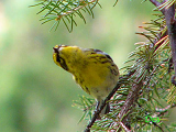 145221_townsends_warbler_thumb.png