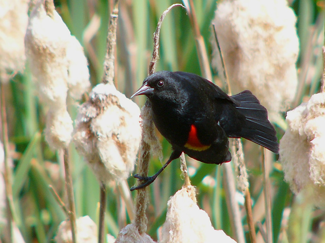 145251_red-winged_blackbird.jpg