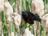 145251_red-winged_blackbird_thumb.png