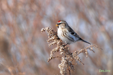 Common Redpoll