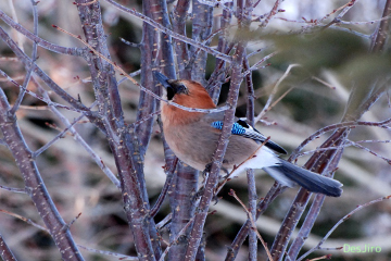 Eurasian Jay