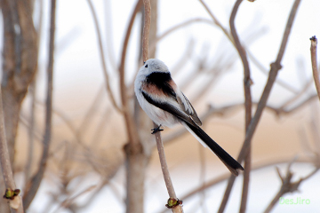 Long-tailed Tit